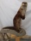 Full Body Mount Standing Otter