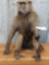 Full body mount African baboon