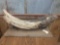 Fossilized Woolly Mammoth Tusk