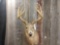 Mid 170 Class Whitetail Shoulder Mount