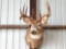 6 x 5 Whitetail shoulder-mount