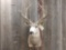 5x5 Mule Deer Shoulder Mount