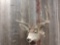 5x5 Shoulder Mount Mule Deer