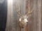 4x4 Shoulder Mount Mule Deer