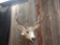 5x5 Mule Deer Shoulder Mount