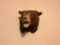 Chocolate colored black bear shoulder mount, excellent condition.