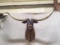 Outstanding Longhorn Steer Shoulder Mount