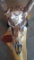 Professionally hand painted 5x5 mule deer skull