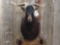 Shoulder-mount Catalina goat