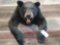 Three quarter body mount black bear aggressive pose