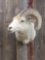 Vintage dall sheep shoulder-mount