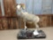 Full body mount Stone sheep on roll around base