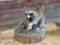 Full body mount raccoon eating corn