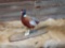 Full body Mount pheasant