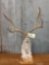 Full body mount jackalope