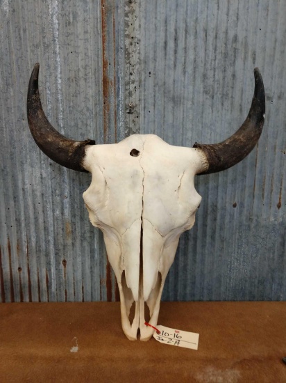 Large herd bull buffalo skull