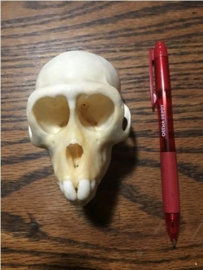 Female Vervet Monkey Skull