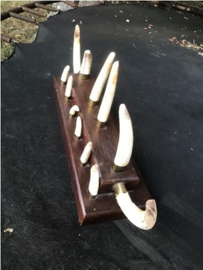 Complete set of 12 Hippo Tusks
