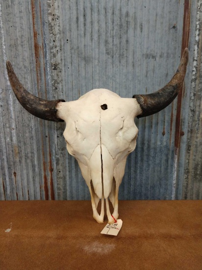 Large herd bull buffalo skull