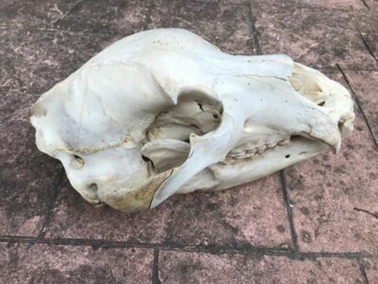 HUGE Alaskan Brown bear / GRIZZLY skull...