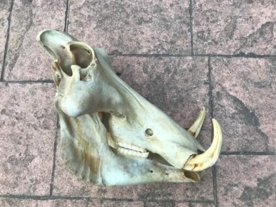 African Wart Hog Full skull