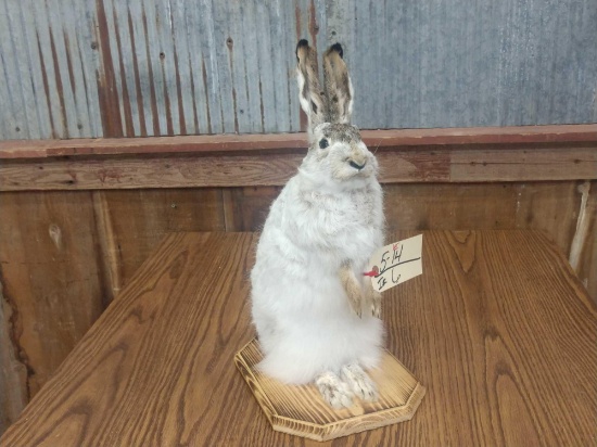 Full Body Mount Snowshoe Hare (Rabbit )