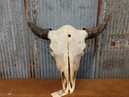 Large hard bull buffalo skull