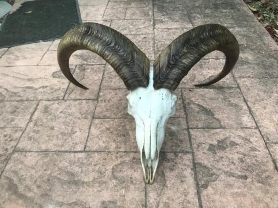 Aoudad or Barbary Sheep Skull