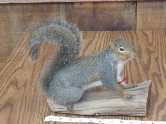 Full body mount gray squirrel