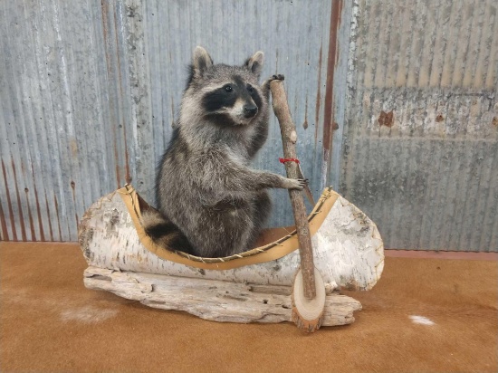 Full body mount raccoon in a birch bark canoe