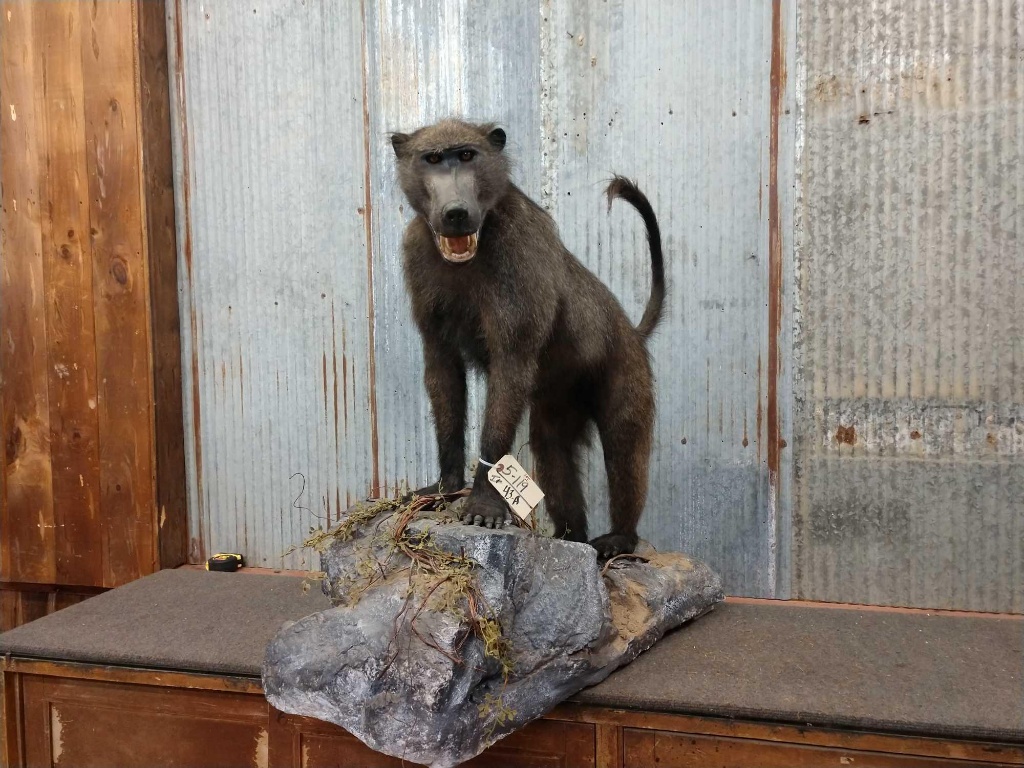 African chacma baboon full body mount | Art, Antiques & Collectibles  Collectibles Taxidermy | Online Auctions | Proxibid