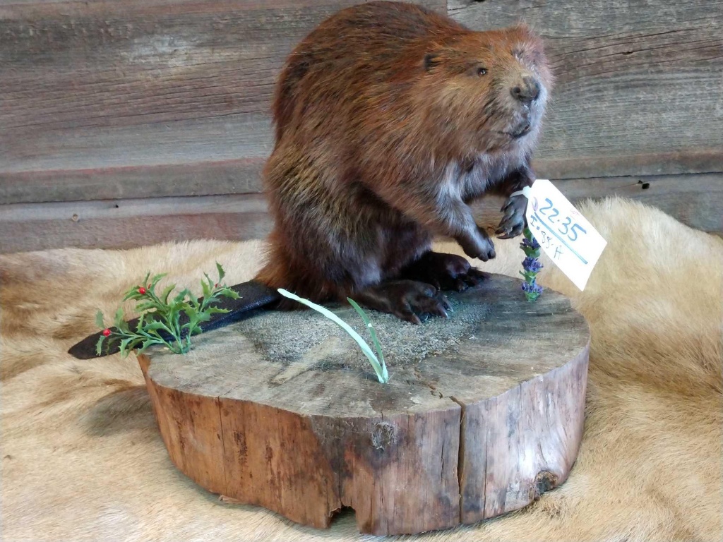stuffed beaver taxidermy for sale