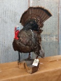 Full body mount turkey