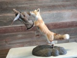 Full body mount red fox leaping after a grouse