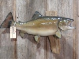 Brown trout real skin fish mount