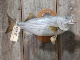 Real skin striper fish mount