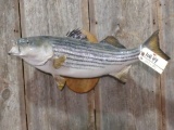 Real skin striper fish mount