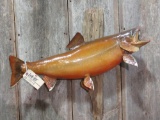 Real skin Mount salmon fish