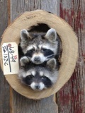 Two raccoons in a log