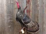 Full body mount turkey wall hanger