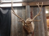 6 x 6 shoulder-mount Elk