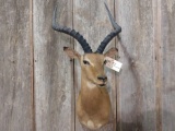 African Impala shoulder-mount