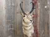 Pronghorn antelope shoulder-mount