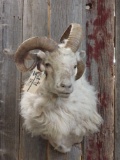 Shoulder-mount four-horned Jacob sheep