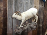 Full body mount Alaskan Dall sheep