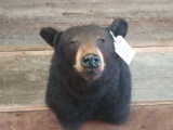 Black bear shoulder mount