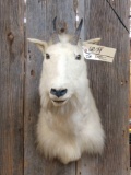 Vintage shoulder mount mountain goat