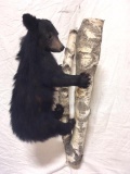 Bear cub on limb full body mount