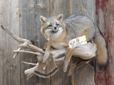 Nice full body mount grey fox on Driftwood hanging base