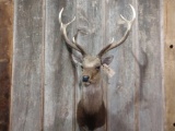 Shoulder mount Sika Deer
